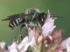 Megachile sp.